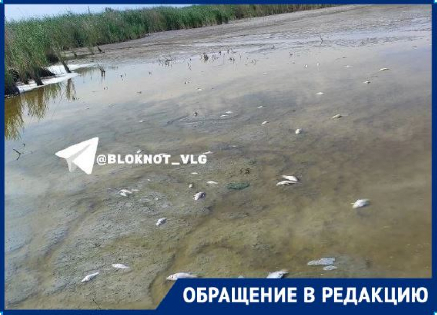 «Нечем поить скотину, стоят огороды»: волгоградское село погибает без питьевой воды
