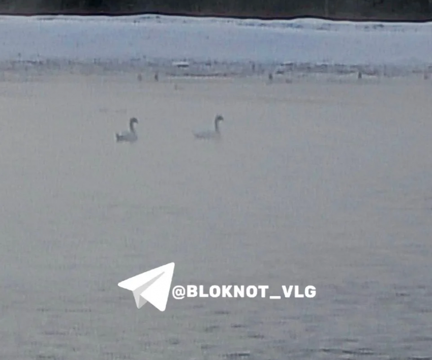 Плавающих у охладительного котлована лебедей просят спасти в Волгограде 