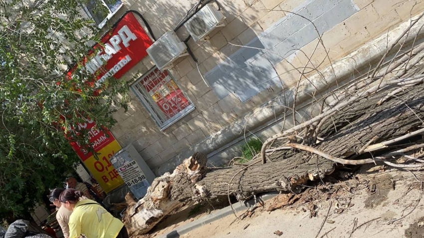 В Волгограде на ребенка упало дерево