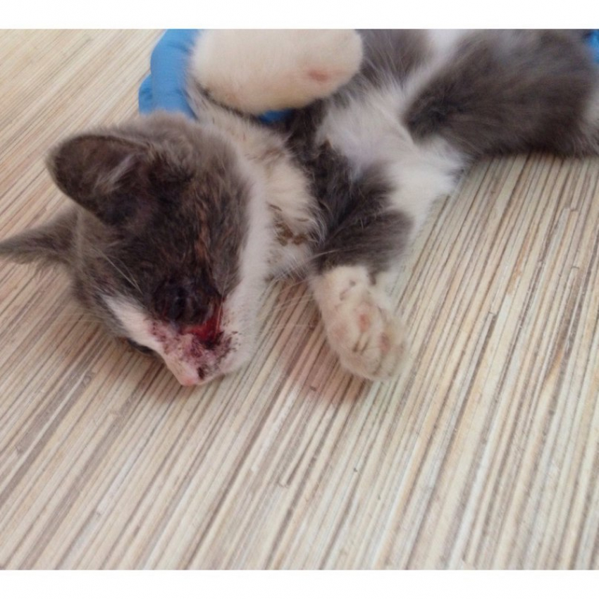 В Волжском подростки запинали бездомного кота: выбит глаз, переломана  ключица