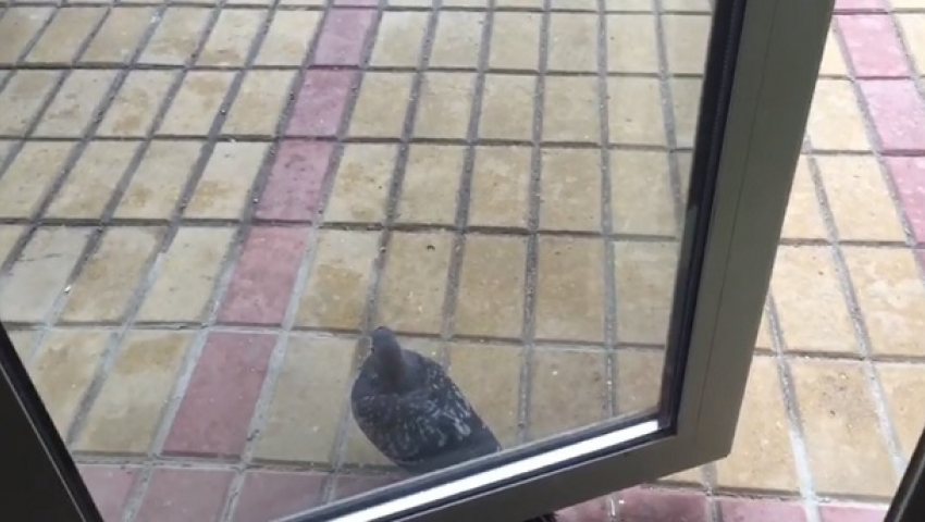 Наглый голубь заблокировал выход из торгового центра в Волгограде и попал на видео