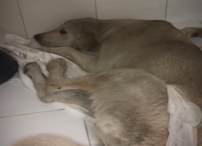 Собаку с добрыми глазами неизвестные сбили и бросили умирать у Мамаева кургана в Волгограде