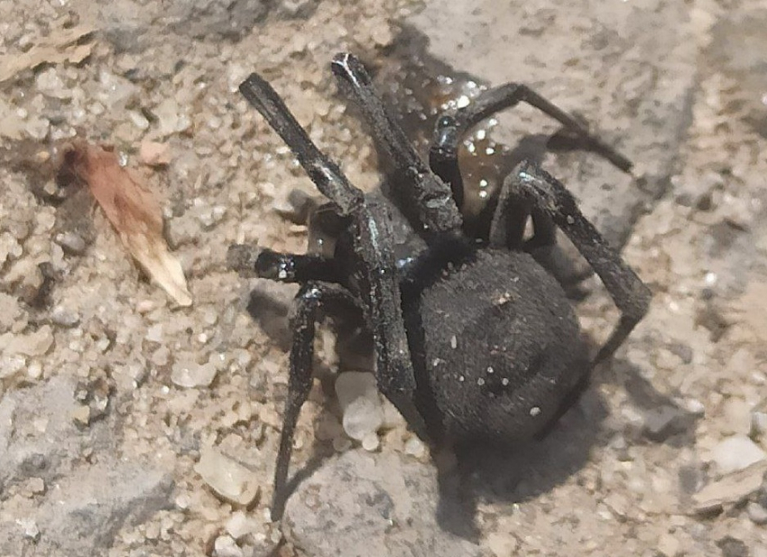 Похожего на черную вдову огромного паука встретили на юге Волгограда