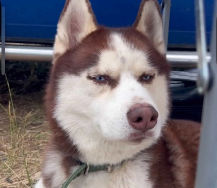 «Мы даже ночевали в поле»: исчезновение хаски полгода расследуют в Волгограде