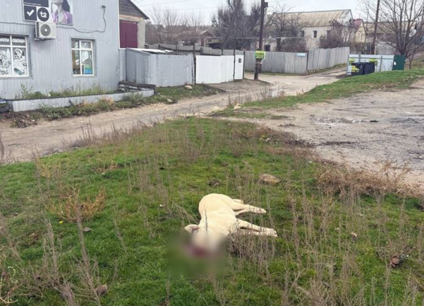 Собаку на глазах у детей застрелили под Волгоградом