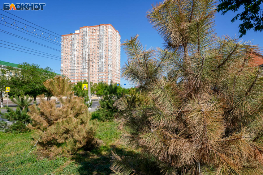 За умершие после приезда двух президентов сосны объяснились в мэрии Волгограда 