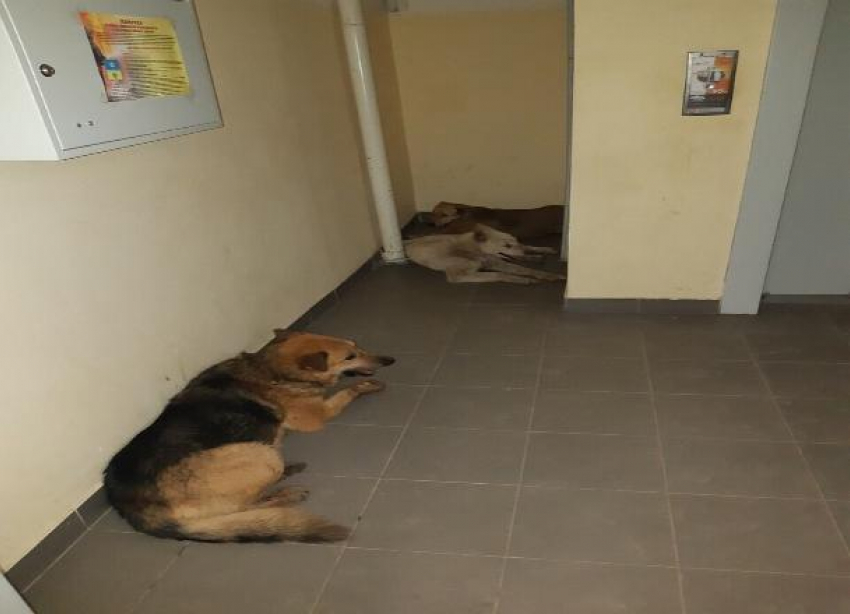 Стая бродячих собак «взяла в заложники» жителей многоэтажки Волжского