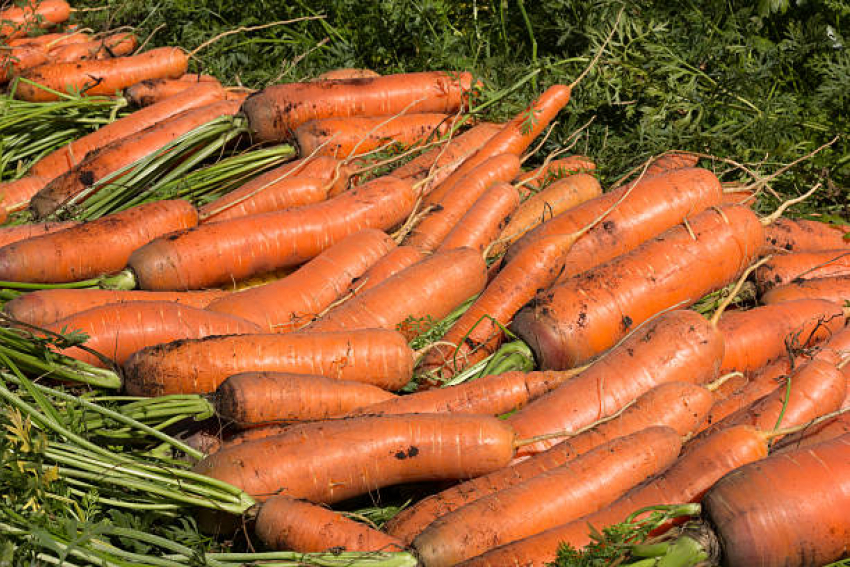  Срочно требуются работники по сбору овощей з/п 2000-3000 р/день. Заходи в справочник 