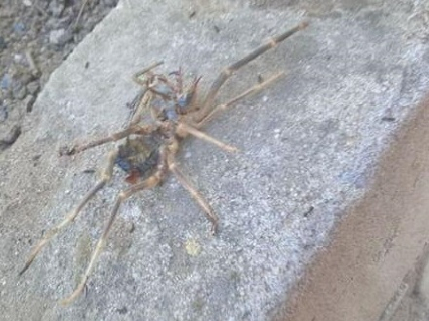 Ядовитые пауки фаланги атаковали двор на юге Волгограда