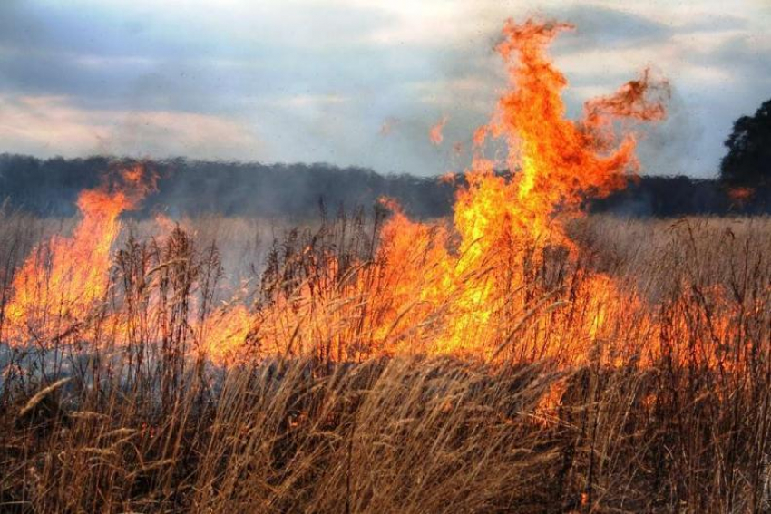 100 возгораний травы за три дня зафиксировано в Волгоградской области