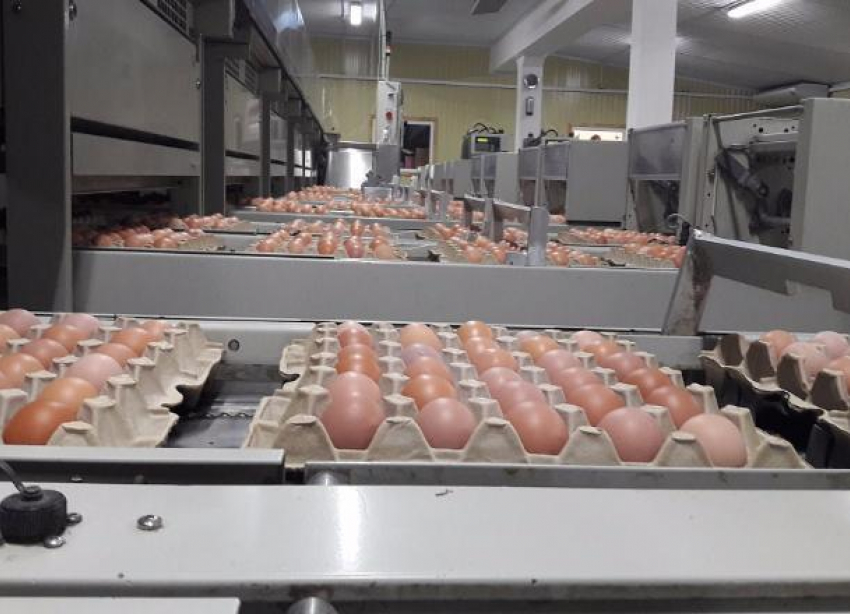 Волгоградскую область через три года завалят яйцами