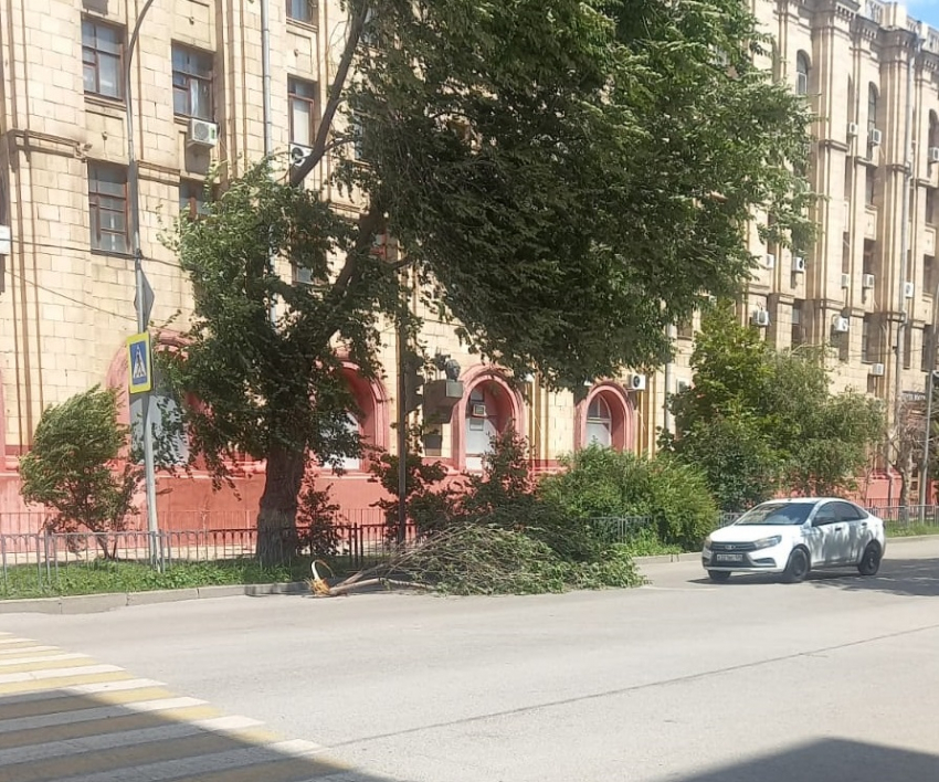 Огромная ветка рухнула в Волгограде на улице Мира