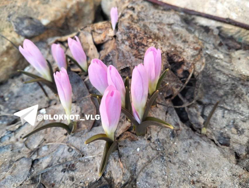 Первоцветы ознаменовали приход весны в Волгоградской области