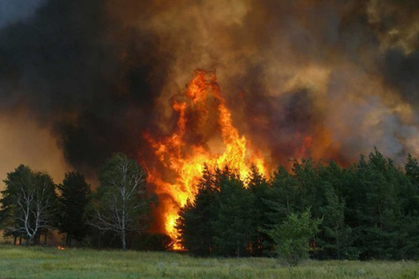 Лесной пожар в Котовском районе удалось локализовать