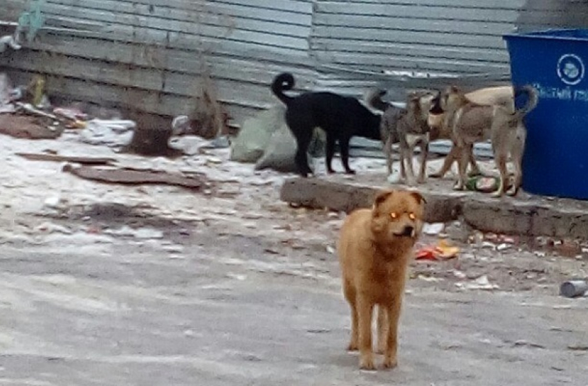 Под Волгоградом стая бродячих собак терроризирует местных жителей на темной улице 