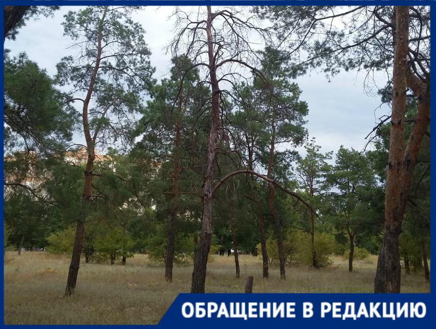 Сосновый бор засыхает в Волгограде из-за вредителя