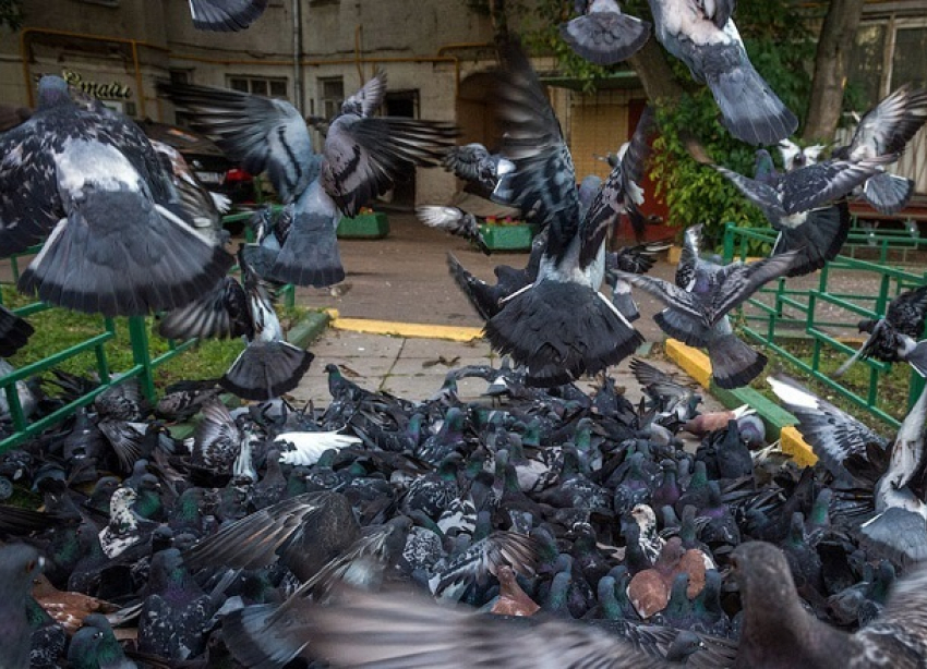 Купание голубей в коммунальном «джакузи» попало на видео в Волгограде