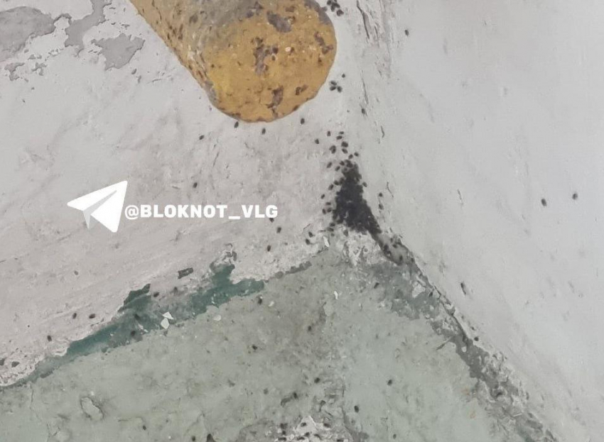 Нашествие блох объяснили в центре Волгограда