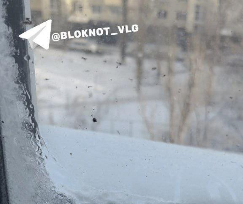 «Подвал закрыт, работы стоят»: слой льда появился на окнах замерзающих волгоградцев