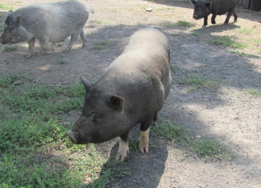 Волгоградским фермерам пообещали заплатить за убитых чумных свиней