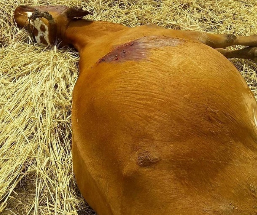 Стадо беременных коров хладнокровно расстреляли в Волгоградской области