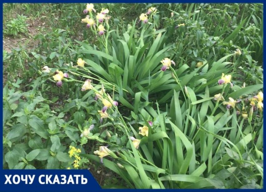 В центре Волгограда жильцы больше 40 лет благоустраивали двор: УК обрекла растения умирать 