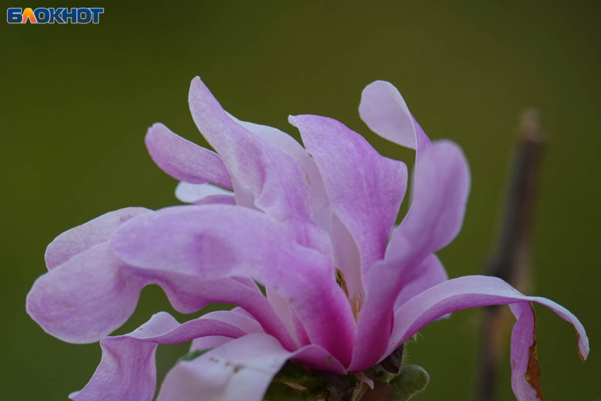 Облачно, давление и порывистый ветер: погода на 25 апреля в Волгограде