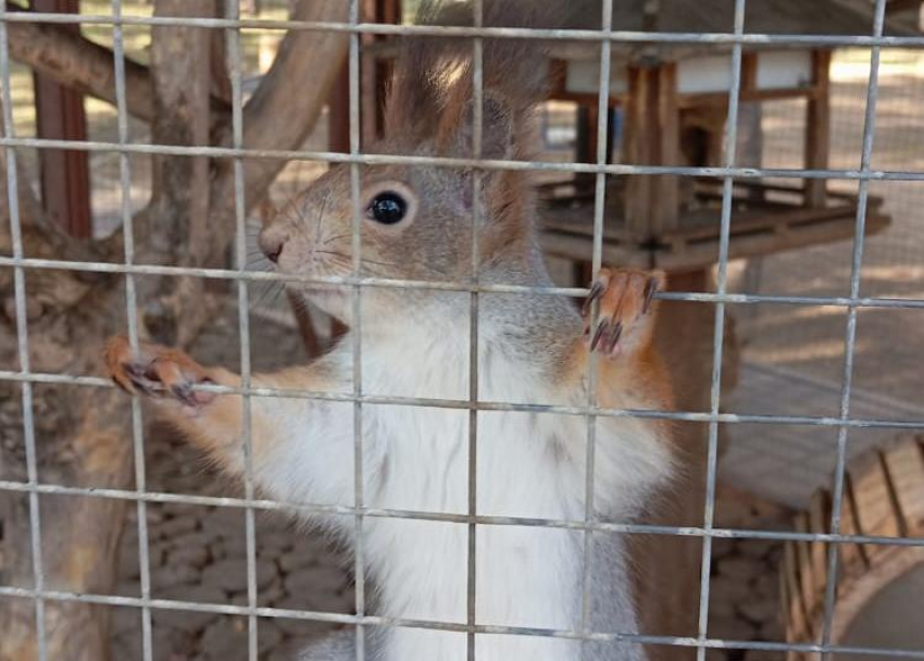 Свободы танцующим белкам требуют под Волгоградом: «Они сошли с ума"