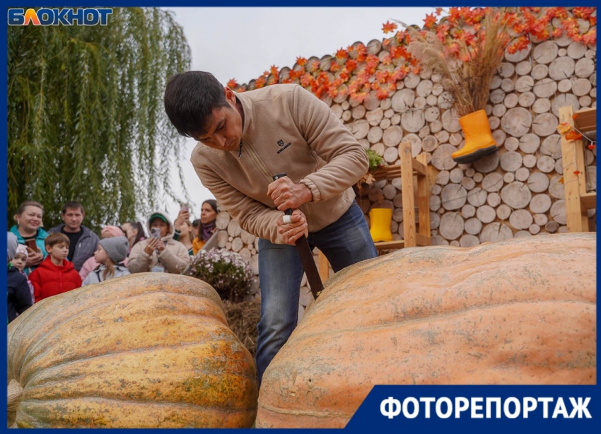 Гигантскую тыкву весом 323 кг вырастил волгоградский фермер 