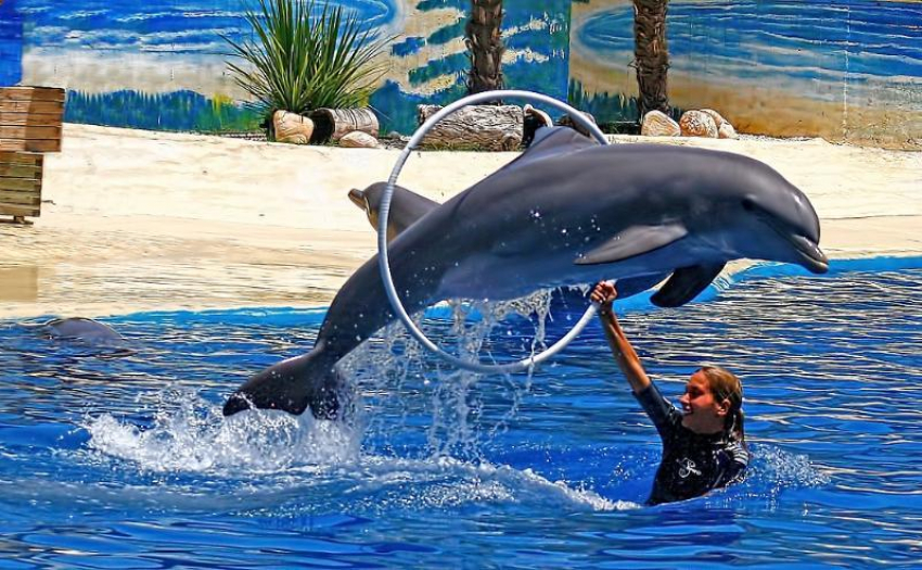 Власти снесут бассейн и построят дельфинарий в Волгограде