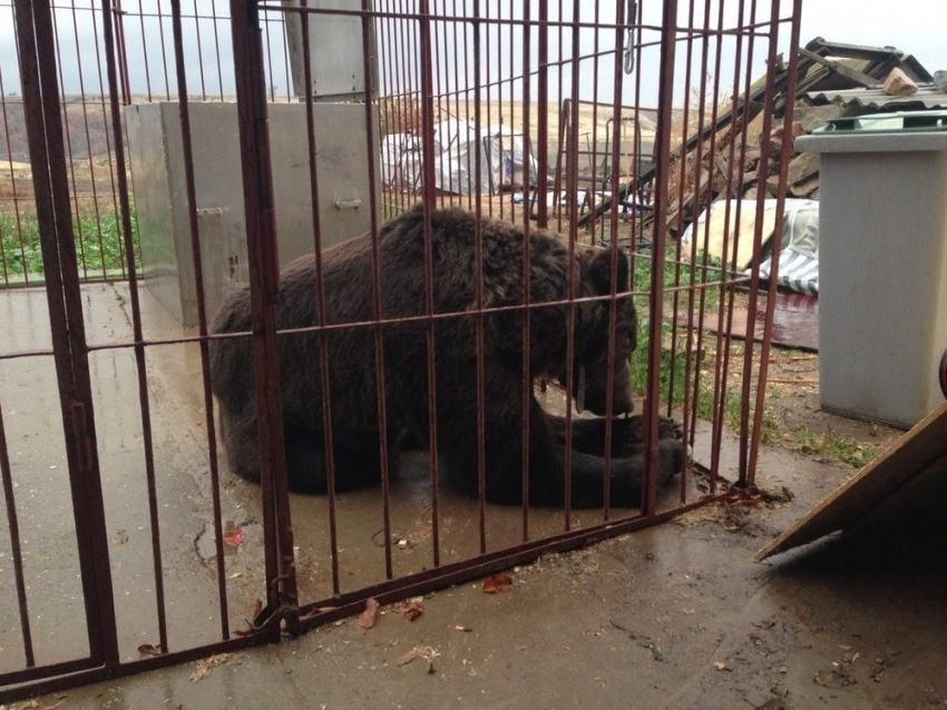 Под Волгоградом поселился дрессировщик с двумя медведями, уволенный Росгосцирком