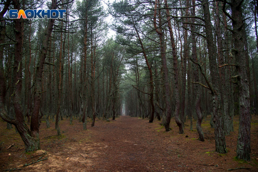 В лесопосадке на трассе в Волгоградской области найдены человеческие кости
