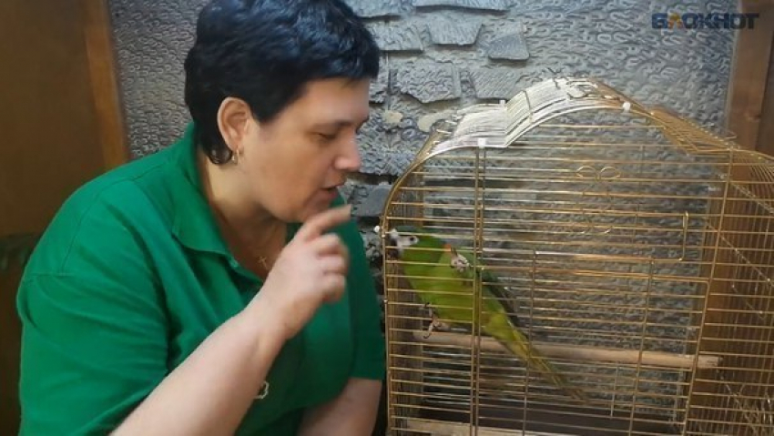 В волгоградском зоопарке тугоухий попугай танцует под военные песни