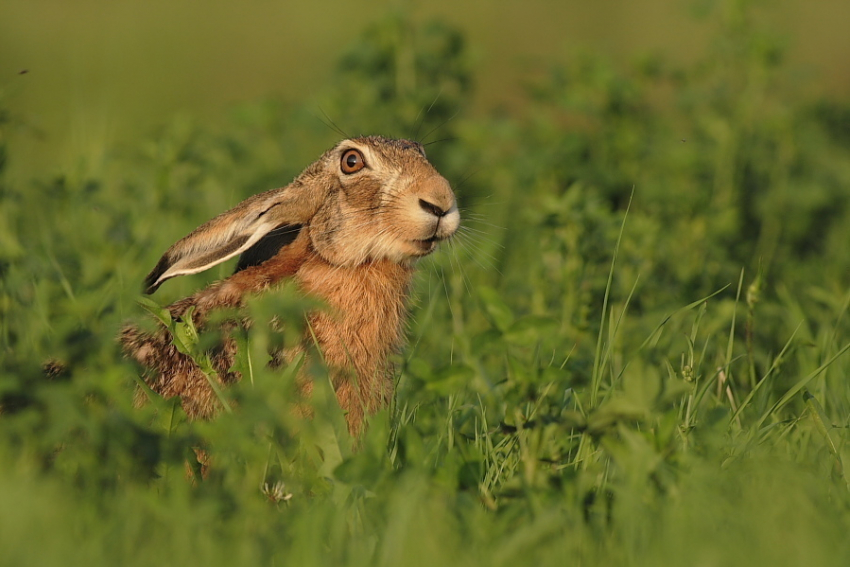 Под Волгоградом охотнику грозит тюрьма за травлю зайца на автомобиле