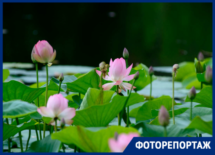 Редкие розовые лотосы зацвели в Волгоградской области 