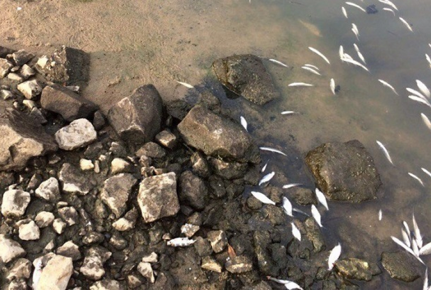 Волгоградцы обеспокоены массовой гибелью рыбы в Волге