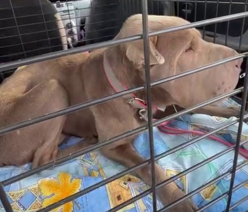 "Хочется заорать «стоп!»:  брошенный шарпей парализовал работу волгоградского приюта