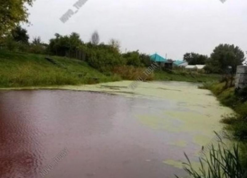 В кровавую реку превратился водоем под Волгоградом: люди бьют тревогу 