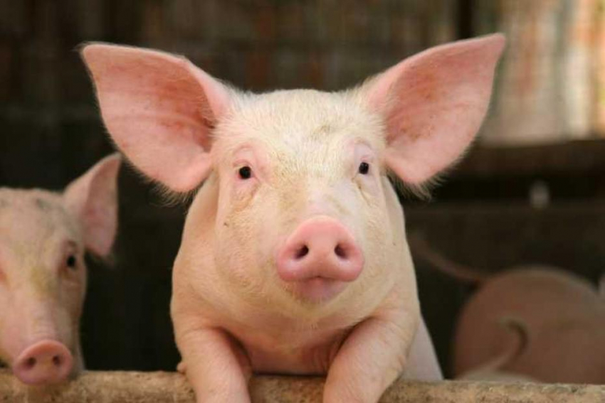 82 опасные свиньи бродили по Дубовскому району
