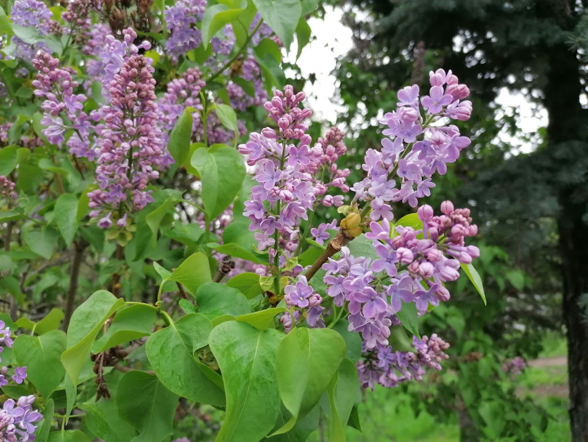 В Волгограде стартовал сезон сирени: что светит за букет из парка