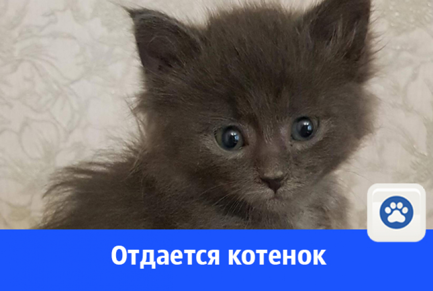 Кому очаровательного котенка?