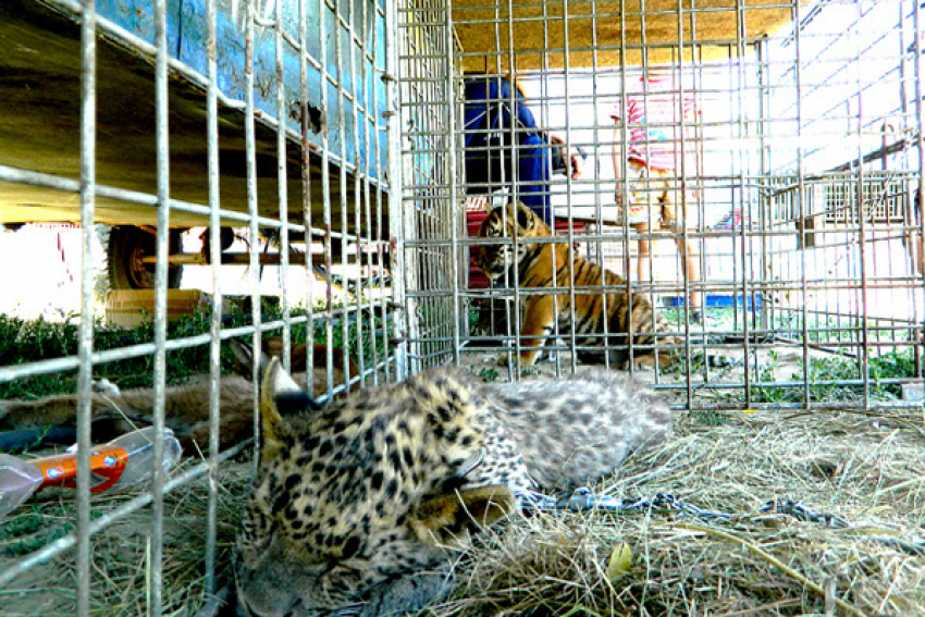 Камышинский зоопарк подарит маленького леопарда Путину после анализа ДНК