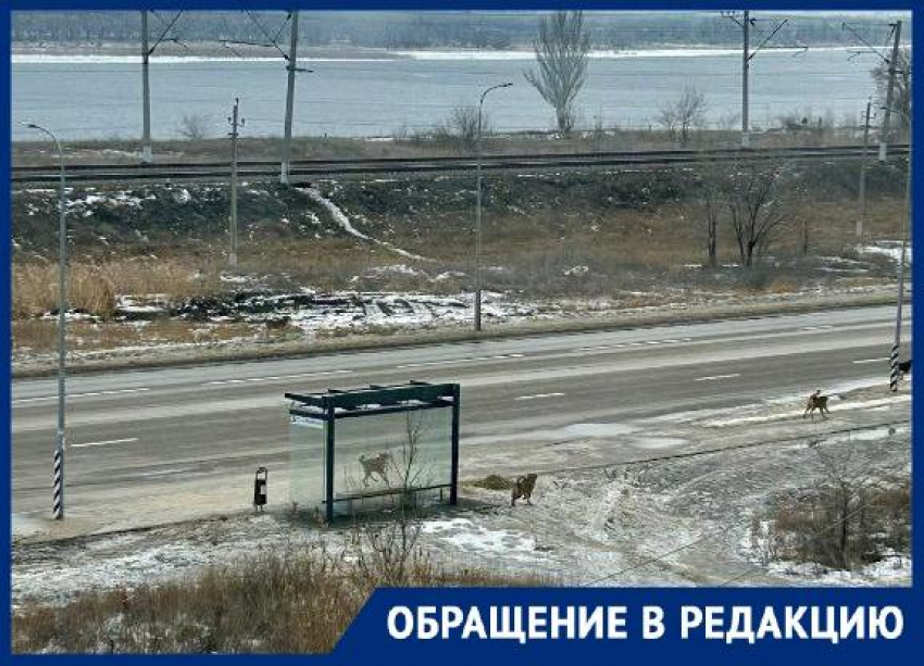 Волгоградка обвинила собак в порче сумки