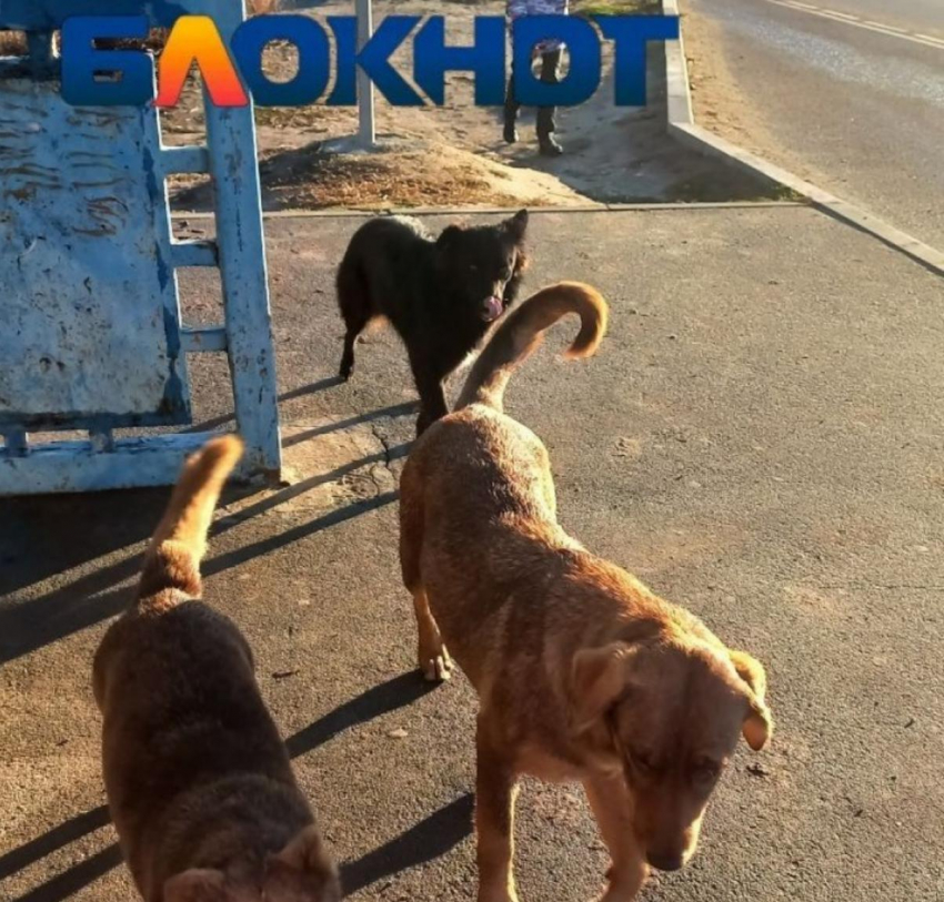 Уголовное дело из-за засилья бродячих собак в Волгограде поручил возбудить Бастрыкин 