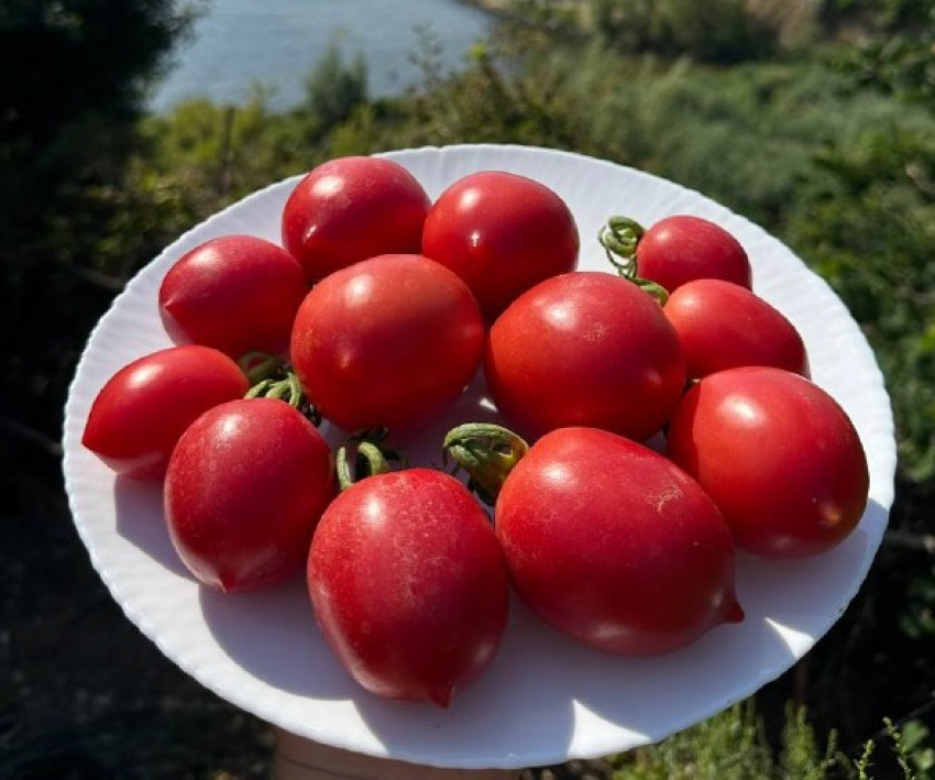  «Фу, страшные!»: дачница раскрыла уникальный секрет волгоградских помидоров