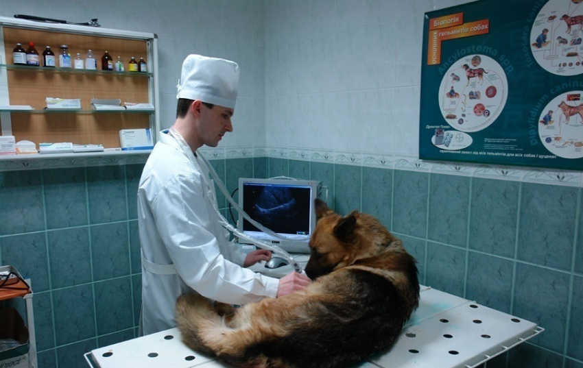 Станция по борьбе с болезнями животных под Волгоградом уличена в нарушении ветзаконодательства