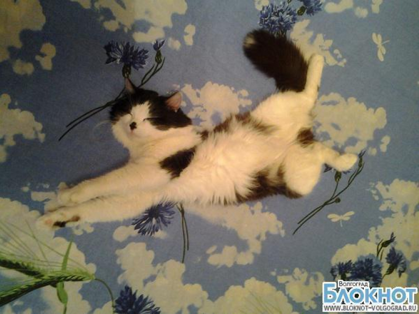 Первым участником конкурса «Самый красивый кот Волгограда» стал Барсик