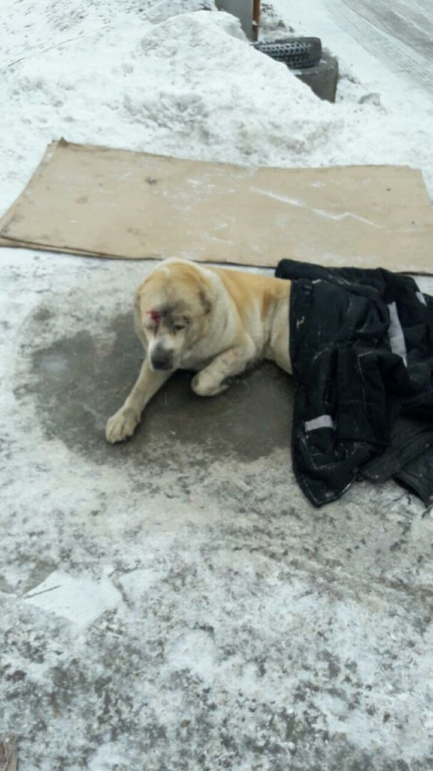 В Волгограде нашлись хозяева сбитой на севере города собаки
