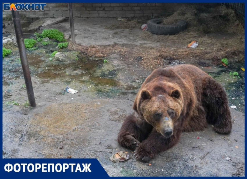 Больше 150 животных стали заложниками экофермы под Волгоградом: «Медведь живет в болоте»