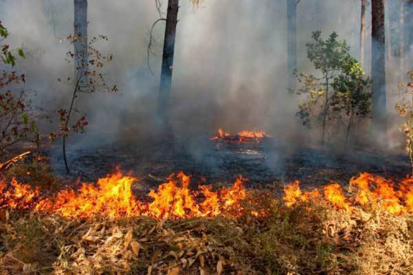 Поджигатели леса задержаны на западе Волгограда